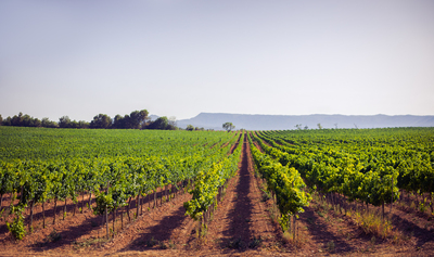 Bodegas Roqueta Origen