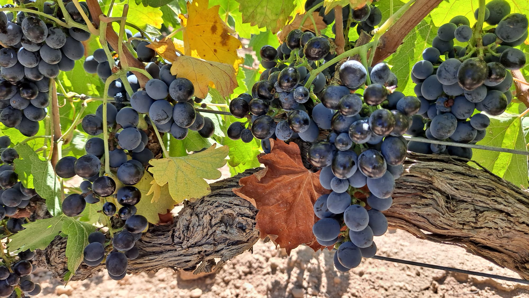 Bodegas Alceño Jumilla