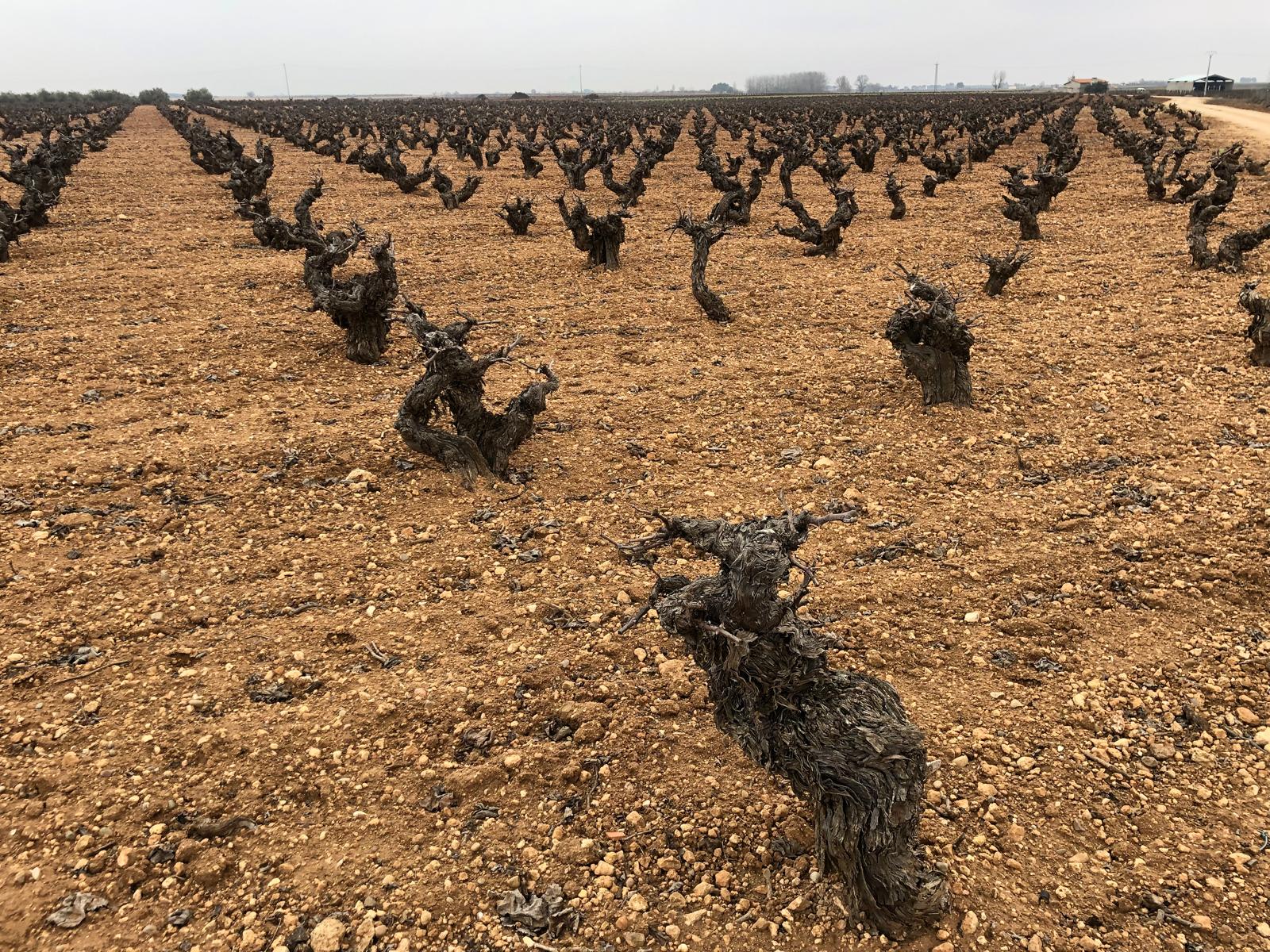 Bodegas Alceño Jumilla