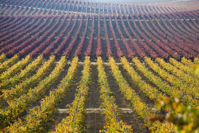 Cátame y Crin Roja Castilla